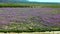 Peach blossom in Jumilla in the Murcia region in Spain