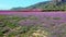 Peach blossom in Jumilla in the Murcia region in Spain