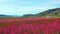 Peach blossom in Jumilla in the Murcia region in Spain