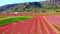 Peach blossom in Jumilla in the Murcia region in Spain