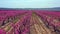 Peach blossom in Jumilla in the Murcia region in Spain