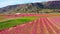 Peach blossom in Jumilla in the Murcia region in Spain