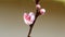 Peach blossom in spring