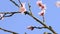 Peach blossom in spring