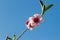 Peach blossoming branch, blue sky background