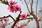 Peach Blossoms in Beijing in Spring