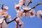 Peach blossoms flower