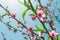 Peach blossoms and green leaves backlit