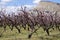 Peach Blossoms on Orchard Mesa