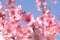 Peach blossoms in spring