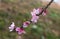 A peach branch with flowers