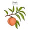 Peach branch Prunus persica , edible juicy fruit