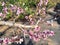 Peach branches with nice Pink flowers