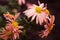 Peach chrysanthemums in raindrops. Chamomile autumn flowers of orange color, background