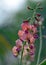 Peach colored Australian Indigo flowers, Indigofera australis, family fabaceae