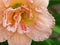 Peach Colored Double Lily with Fringed Edges and Whorled Center