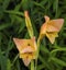 Peach Colored Lily Morning Bloom