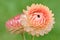 Peach colored Strawflowers