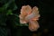 Peach colour hibiscus flower