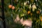 Peach cultivation in the orchard. Prunus persica ripe fruits. rich autumn harvest