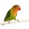 Peach-faced Lovebird