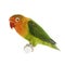 Peach-faced Lovebird