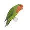 Peach-faced Lovebird