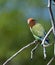 Peach faced lovebird looking over his shoulder