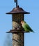 Peach faced lovebird sitting at the bird feeder