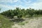 Peach farm in early summer . Unripe peach . Peach tree, branch with small immature peaches