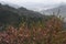 Peach flower blossom in Chinese mountains