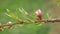 Peach flower blossom fruit tree growing bloom bud red branch orchards garden spring trees Prunus persica leaves leaf