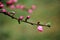 Peach flower buds after rain