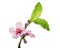Peach flower with leaves, Prunus persica flowers, Peach blossoms isolated on white background, with clipping path
