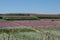 Peach flowering in Cieza. Murcia Spain