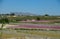 Peach flowering in Cieza. Murcia Spain