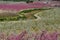 Peach flowering in Cieza. Murcia Spain