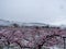 Peach flowers in bloom in the Japanese spring after a sudden and rare snowstorm