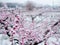 Peach flowers in bloom in the Japanese spring after a sudden and rare snowstorm