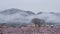 Peach flowers in bloom in the Japanese spring after a sudden and rare snowstorm