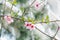 Peach flowers on a branch on a Sunny spring day. Selective focus. Spring card