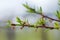 Peach flowers on a branch withered after night frosts. Harvest died. Lean year. Monilinia plant disease on the fruit