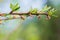 Peach flowers on a branch withered after night frosts. Harvest died. Lean year. Monilinia plant disease on the fruit