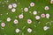 Peach flowers fall on duckweed floating on water surface. Peach flower is symbol of Vietnamese Lunar New Year - Tet holidays in no