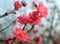 Peach flowers in garden