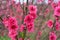 Peach flowers in the garden in blossoming time