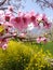 Peach flowers in the Hunza Valley, Gilgit Baltistan