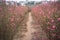 Peach flowers, the symbol of Vietnamese lunar new year