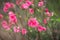 Peach flowers, the symbol of Vietnamese lunar new year