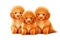 peach fluffy funny little poodles isolated puies on white background